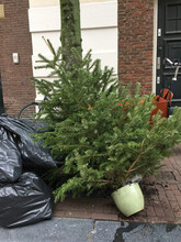 Disposed Of Christmas Trees On Street