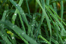 Close Up Of Water Drops On Overgrown Green Grass