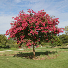 Wall Mural - lagerstoemia dans un parc