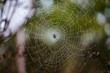 © Chris Zielecki/Stocksy - Spider on wet cobweb in autumnal forest