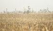 Żurawie w mglisty poranek na rżysku po kukurydzy