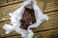 Live Earthworms Put Onto Soil In Synthetic Sack