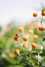 Buddleja Globosa And Bumble Bees