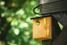 A Baby Blue Tit Thinks About Leaving Its Nest Box.