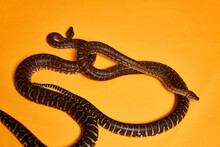 2 Snakes On Orange Background 3