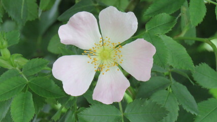 Canvas Print - Rosa canina