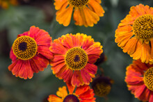 Orange And Red Flowers
