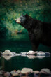 A black bear standing in a rocky river while looking up with a green background