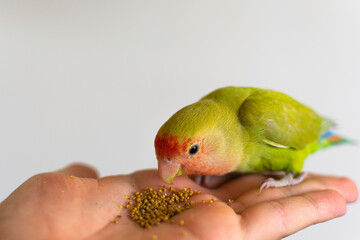 A beautiful domestic lovebird eating birdseed on its owner's hand