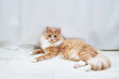 © Iuliia Alekseeva - Beige fluffy cat lying on  floor of the room.
