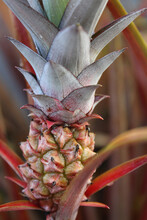 Little Red Pineapple Growing In Thailand