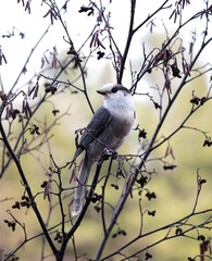 Wall Mural - Pretty Canada Grey Jay (Perisoreus canadensis) perched
in a woody shrub in November