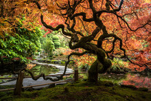 Lace Leaf Japanese Maple And Japanese Maple, Acer Palmatum, Butchart Gardens, Victoria