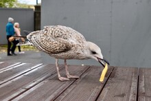 Seagull Is Eating A Chips Given By Tourists On A Table