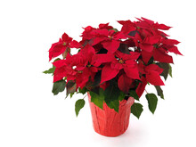 Poinsettia - Red Christmas Flower In A Pot. Isolated On White Background.