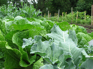 Canvas Print - Closeup shot of green leafy plants grown in a farm garden