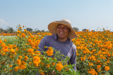 Poster - Closeup shot of a farmer cutting Marigold flowers in a field