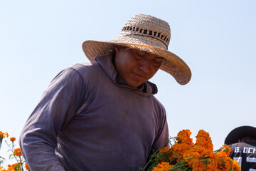 Poster - Closeup shot of a farmer cutting Marigold flowers in a field