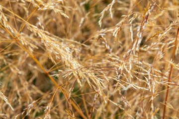 beautiful, unusual, natural, fresh, Golden plant with texture