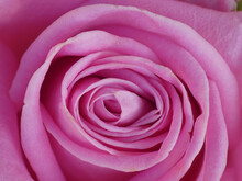 Closeup Shot Of A Pink Rose Flower For Background