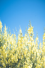 Vertical Shot Of Wild Yellow Flowers Under The Sunlight Against A Blue Sky