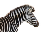 Fototapeta Zebra - Closeup of a zebra isolated on a white background