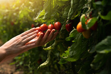 A Woman Farmer Picks Cherry Tomatoes In A Greenhouse. Organic Farm.	