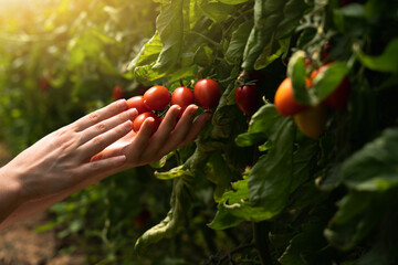 Poster - A woman farmer picks cherry tomatoes in a greenhouse. Organic farm.	