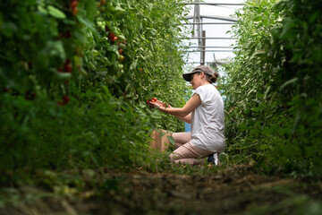 Aufkleber - A woman farmer picks cherry tomatoes in a greenhouse. Organic farm.	