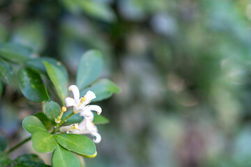 Wall Mural - White flower, Orange Jessamine (Murraya paniculata), Satinwood, Cosmetic Bark Tree, in the garden.