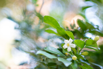 Wall Mural - White flower, Orange Jessamine (Murraya paniculata), Satinwood, Cosmetic Bark Tree, in the garden.