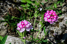 Small Pink Flowers Of Verbena Plant In A Sunny Summer Garden, Beautiful Outdoor Floral Background Photographed With Soft Focus.