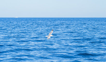 Wall Mural - Evia island, Greece - June 28. 2020: Sea gull in a natural environment 