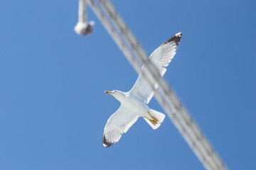 Wall Mural - Evia island, Greece - June 28. 2020: Sea gull in a natural environment 