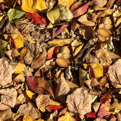 Beautiful texture of dry brown and yellow autumn oak leaves is in the park. Seamless pattern