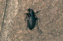 Closeup Shot Of A Black Beetle On The Ground