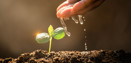 Earth day concept. Drop water on hand for growing tree. Protect the environment. Renewable energy for future. Global warming concept. Sustainable resources. For web banner