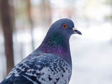 Pigeon Bird Head Close-up, Orange Eye Open, Beautiful Feathers, Light Background