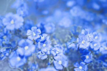 Wall Mural - blue flax flowers in a meadow in blue tinted on a soft background. rich color. Selective, soft focus