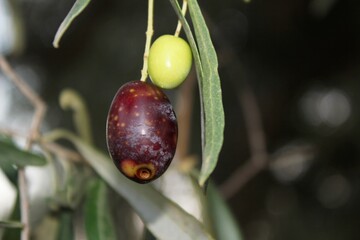 Olives on olive tree branch during autumn in the outskirts of Athens in Attica, Greece.