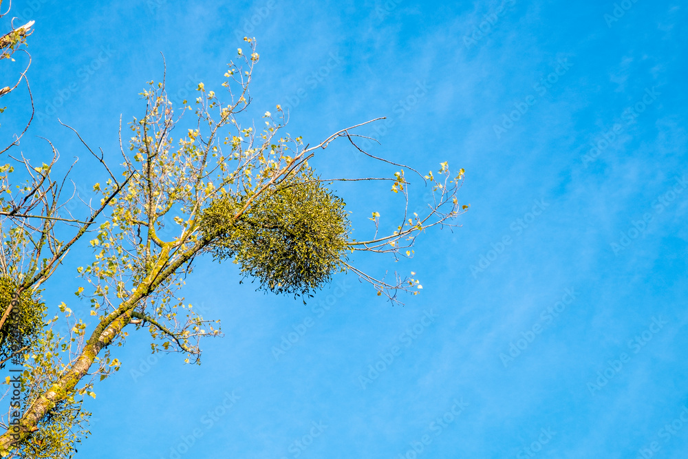 tree with mistletoe parasite in the crown of the tree Stock Photo ...