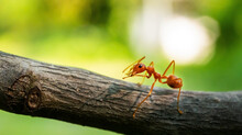 Macro Shot Of Red Ant In Nature. Red Ant Is Very Small. Selective Focus