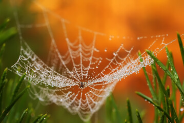 autumn spider