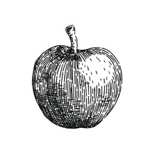 Black And White Crosshatch Vector Illustration Of An Apple. No Background