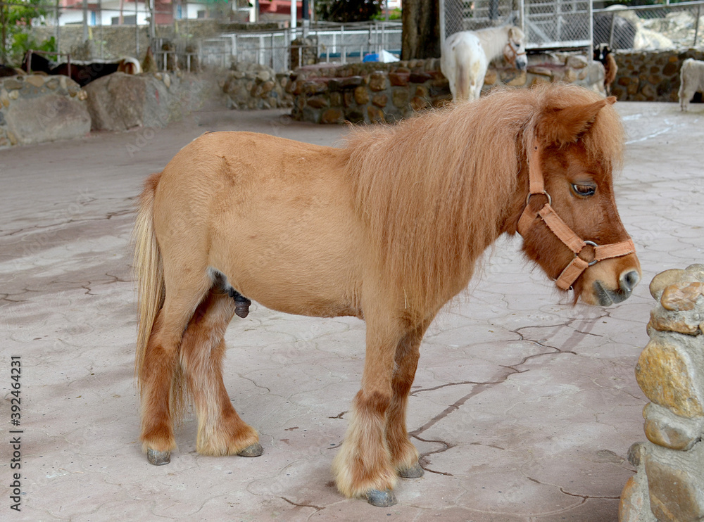 Dwarf horse in farm Stock Photo | Adobe Stock