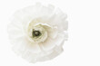 Fleur blanche sur fond blanc pétales en ellipse pour illustrer un mariage ou autre évènement, traitement high-key