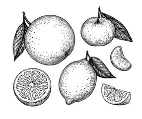 Wall Mural - ink sketches of citrus fruit.