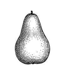 Canvas Print - ink sketch of pear.
