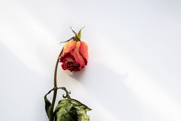 Wall Mural - Dry rose flower on white background top view