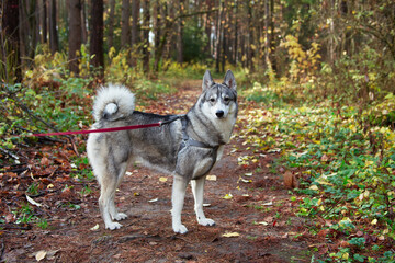  West Siberian Laika. Siberian dog